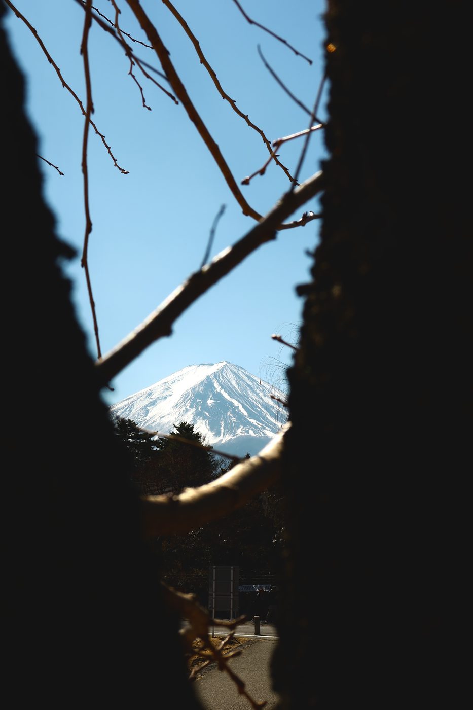 Mount Fuji framed through tree branches
